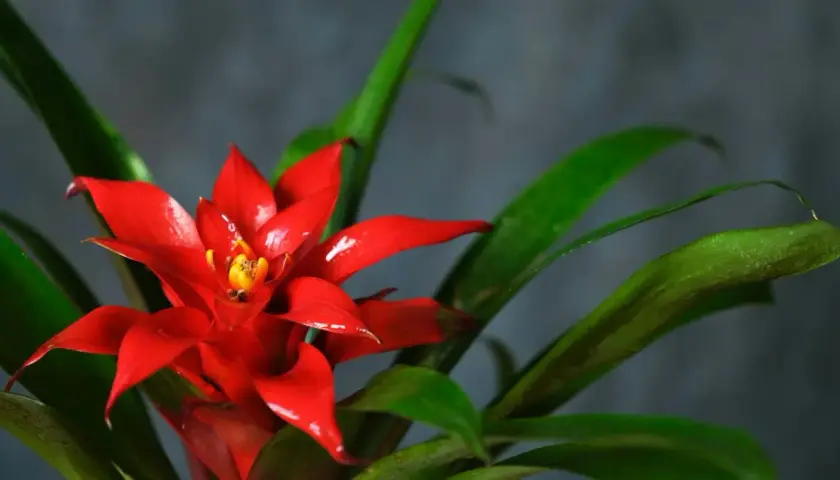 Czerwona bromelia z zielonymi liśćmi na ciemnym tle.