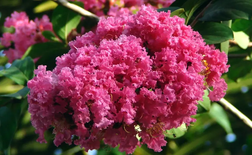Lagerstroemia w Polsce - Jak uprawiać, by pięknie kwitła?
