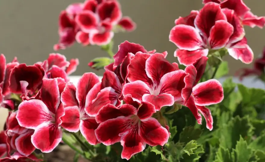 Pelargonia królewska - pielęgnacja, by kwitła jak nigdy!