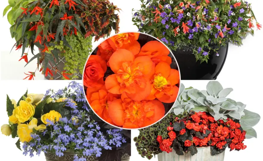 Begonia Solenia - Uprawa i pielęgnacja na balkonie