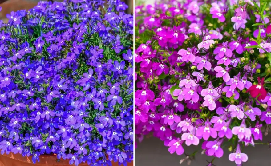 Lobelia wieloletnia - jak uprawiać, by wracała co roku?