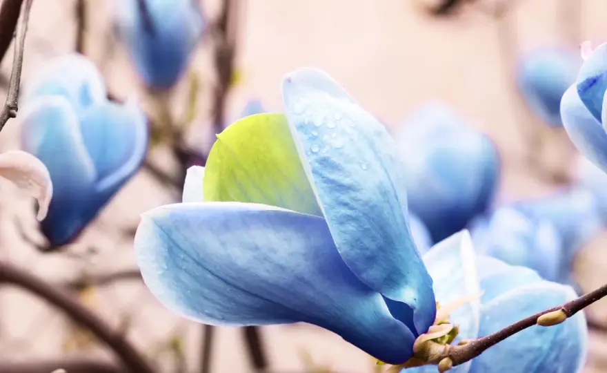 Magnolia niebieska - jak kwitnie naprawdę? Uniknij błędów!