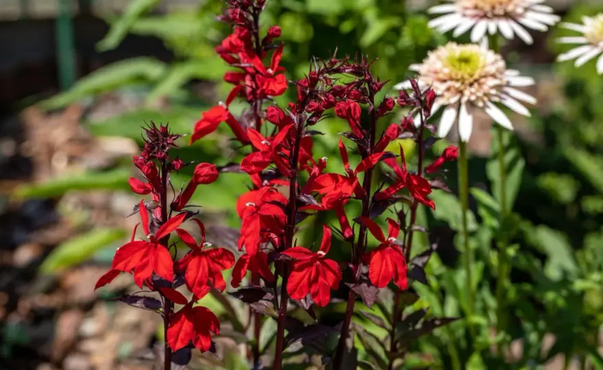 Lobelia szkarłatna - uprawa i pielęgnacja. Jak ją sadzić?