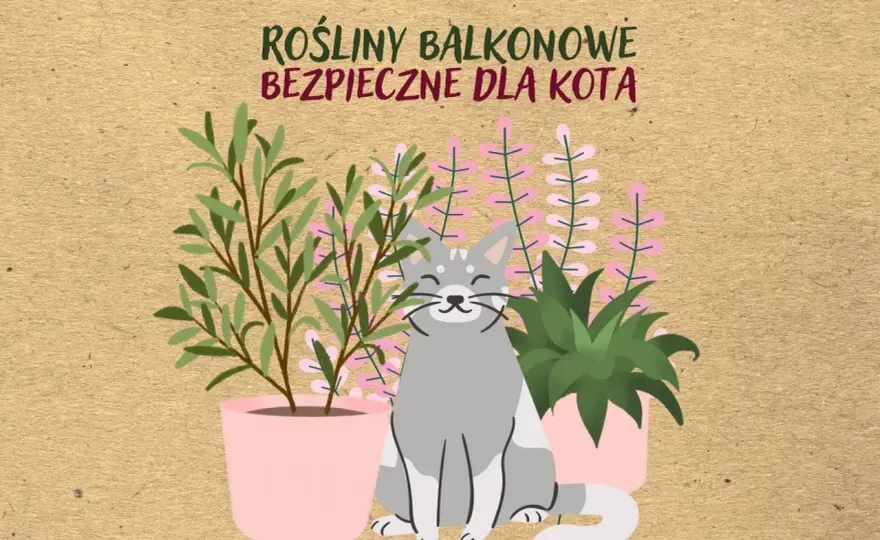 Kwiaty bezpieczne dla kota - wybierz idealne rośliny!