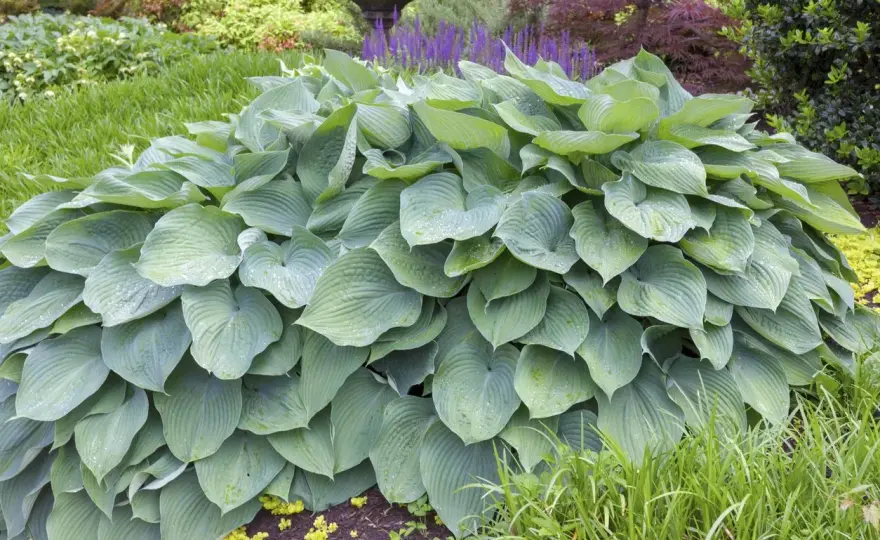 Hosta 'Blue Angel' - uprawa, pielęgnacja, błędy. Poradnik!