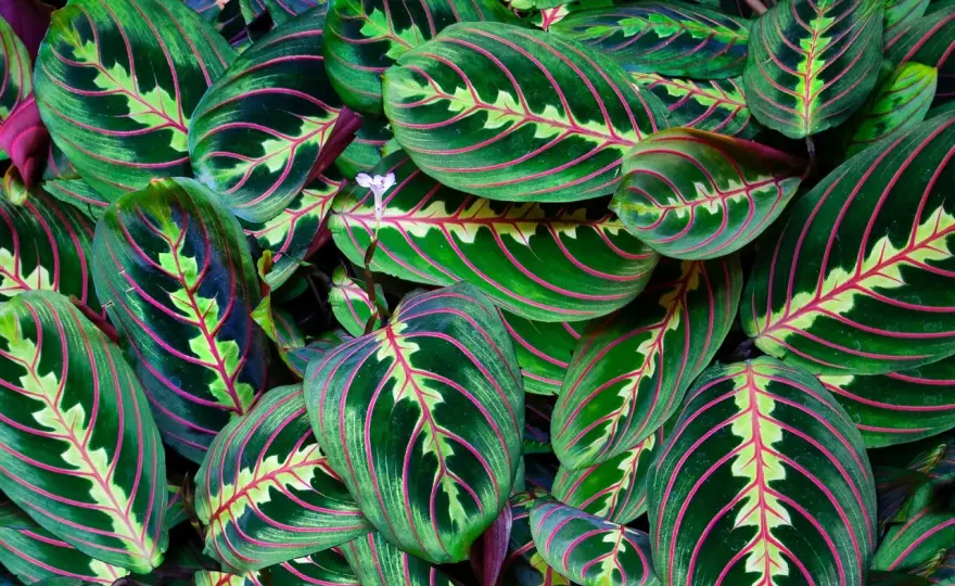 Maranta - Jak dbać o kwiat, by liście zachwycały?