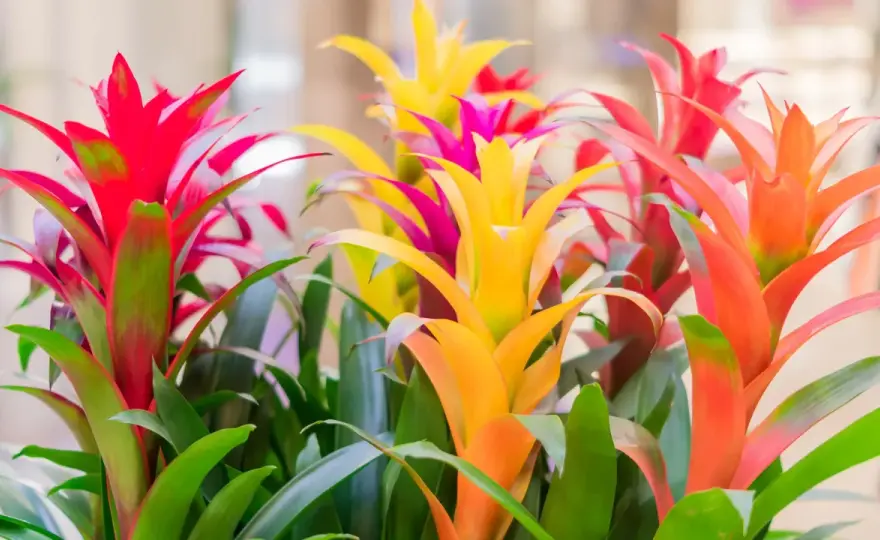 Bromelia kwitnie raz? Jak pobudzić i co po kwitnieniu