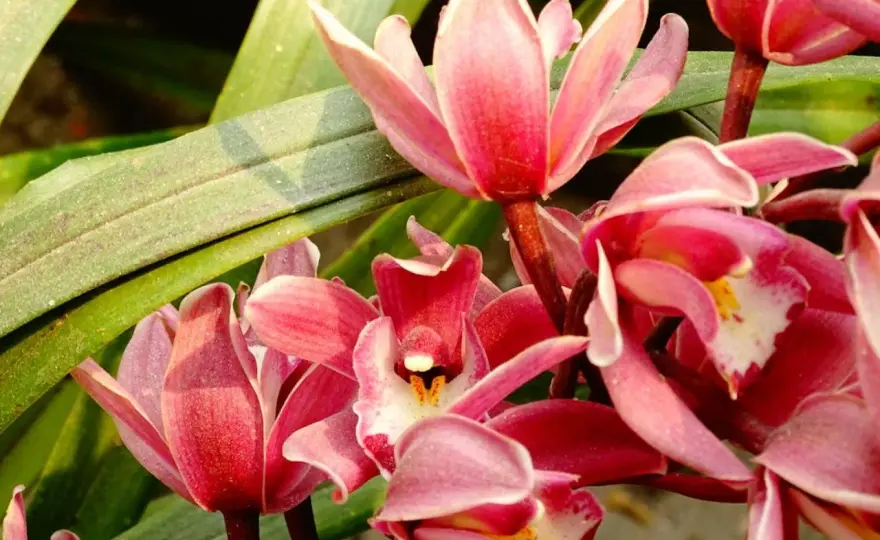 Cymbidium - Uprawa i ponowne kwitnienie. Poradnik krok po kroku