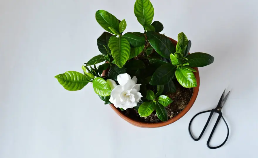 Gardenia - Jak sprawić, by kwitła? Poradnik krok po kroku