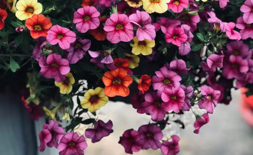 Petunia kaskadowa - Jak mieć kwiaty całe lato? Poradnik