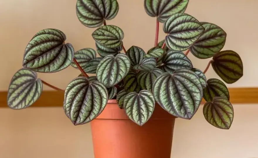 Peperomia kwitnie? Poznaj jej niezwykłe kwiaty i jak je wspierać