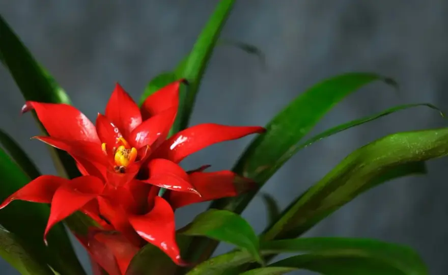 Bromelia - Jak podlewać, by nie zabić? Poradnik krok po kroku