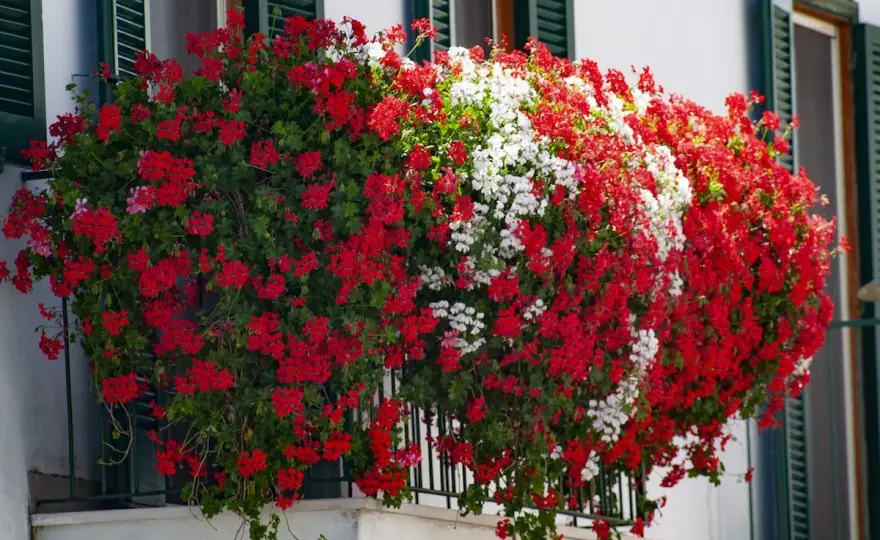Pelargonie kaskadowe - Jak mieć balkon pełen kwiatów?