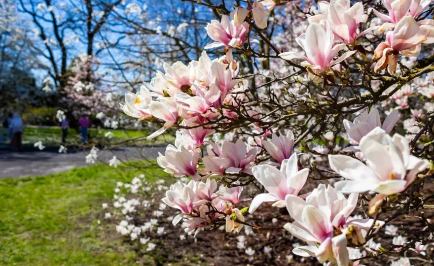 Magnolia nie kwitnie? 5 przyczyn i jak to naprawić!