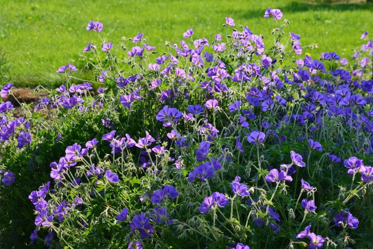 Kwitnący geranium kwiat w odcieniach fioletu i niebieskiego, otoczony zieloną trawą.