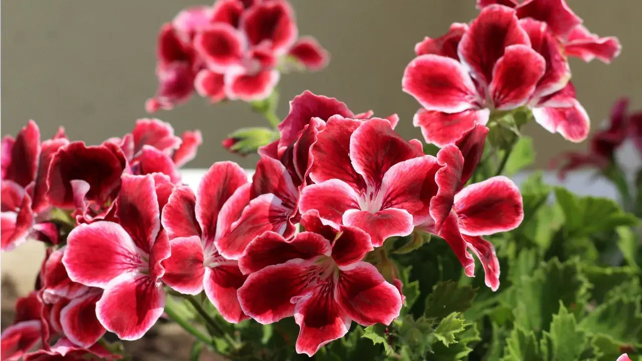 Piękne, karminowe kwiaty pelargonii królewskiej z białymi brzegami płatków, w pełnym rozkwicie.