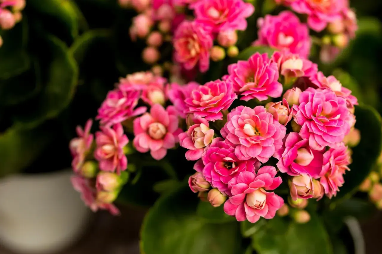 Kwitnące kalanchoe w odcieniach różu, z zielonymi liśćmi w tle.