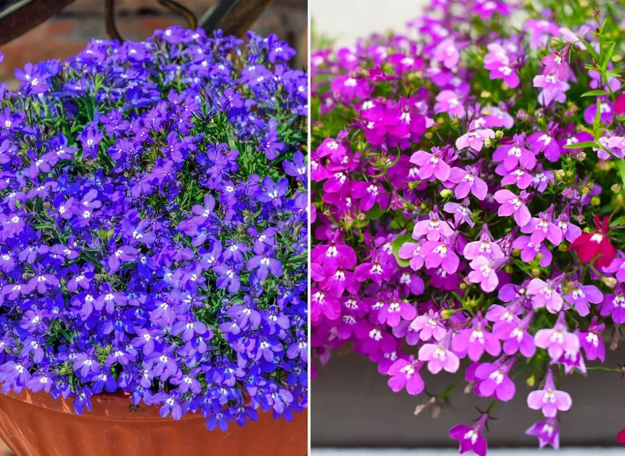 Dwa obrazy: po lewej obficie kwitnąca, niebieska lobelia wieloletnia w donicy, po prawej fioletowo-różowa lobelia wieloletnia zwisająca.