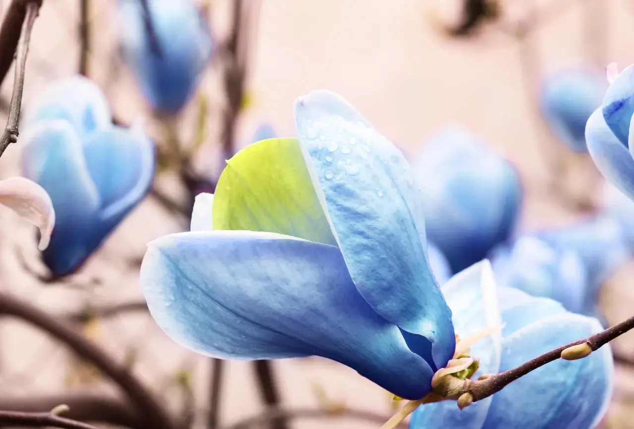 Niebieska magnolia z kroplami deszczu na płatkach, delikatnie otwiera swoje pąki.