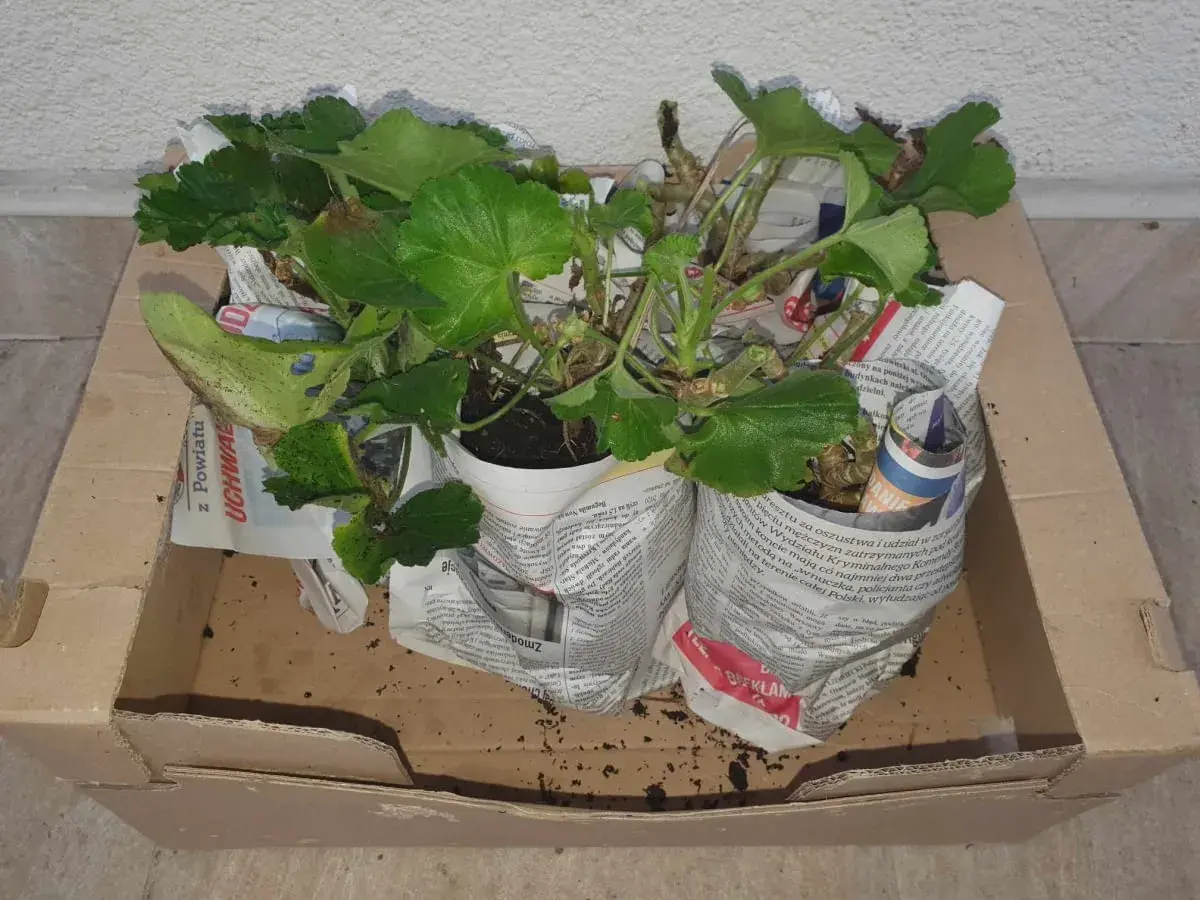 Pelargonie w doniczkach, owinięte gazetami, czekają w kartonie. To prosty sposób, jak przezimować pelargonie w kartonie, by cieszyć się nimi wiosną.