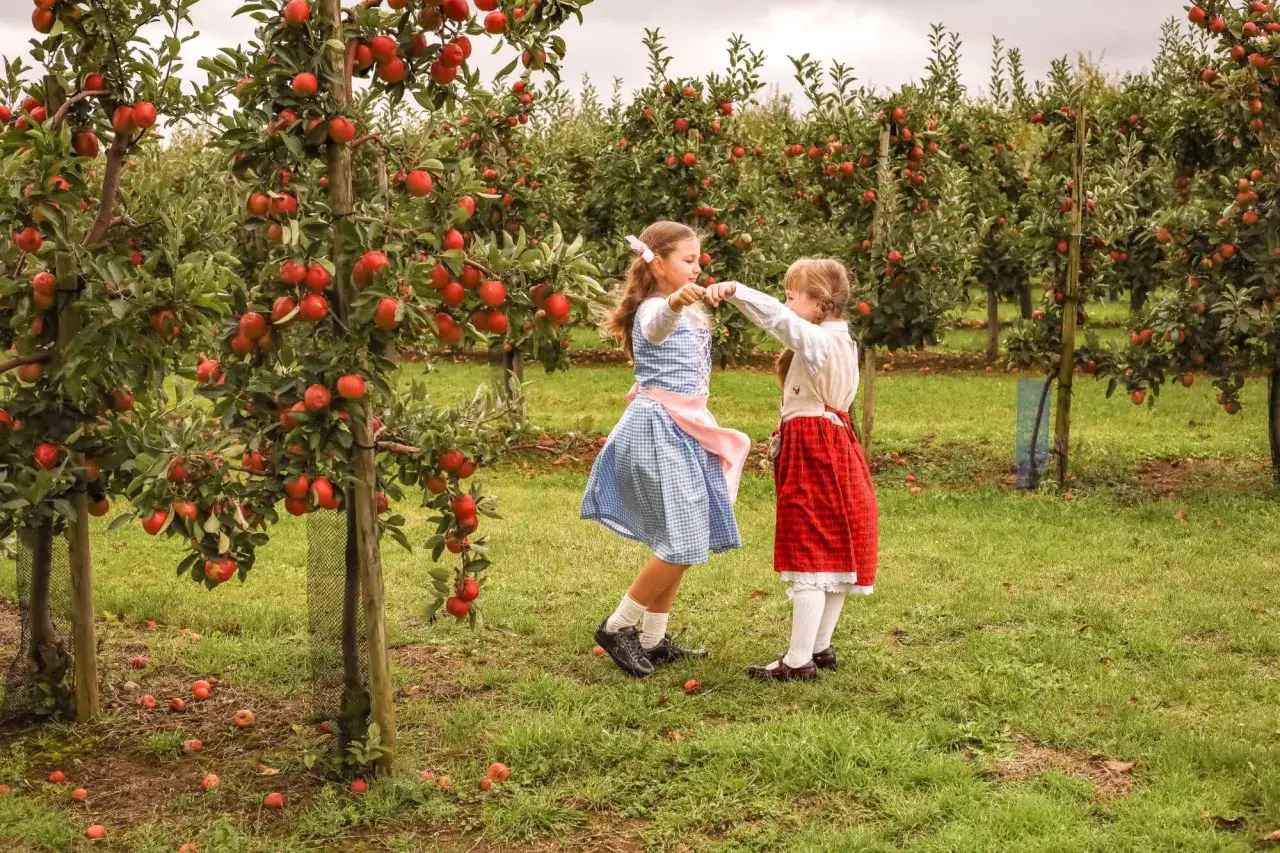 Dwie dziewczynki tańczą wśród niskopiennych drzewek owocowych uginających się pod ciężarem czerwonych jabłek.
