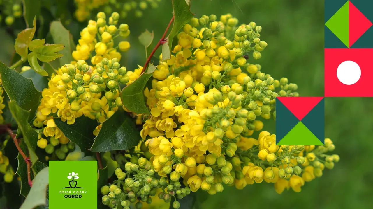 Kwitnąca mahonia, różne odmiany tej rośliny zachwycają żółtymi kwiatami. W tle zielony ogród.
