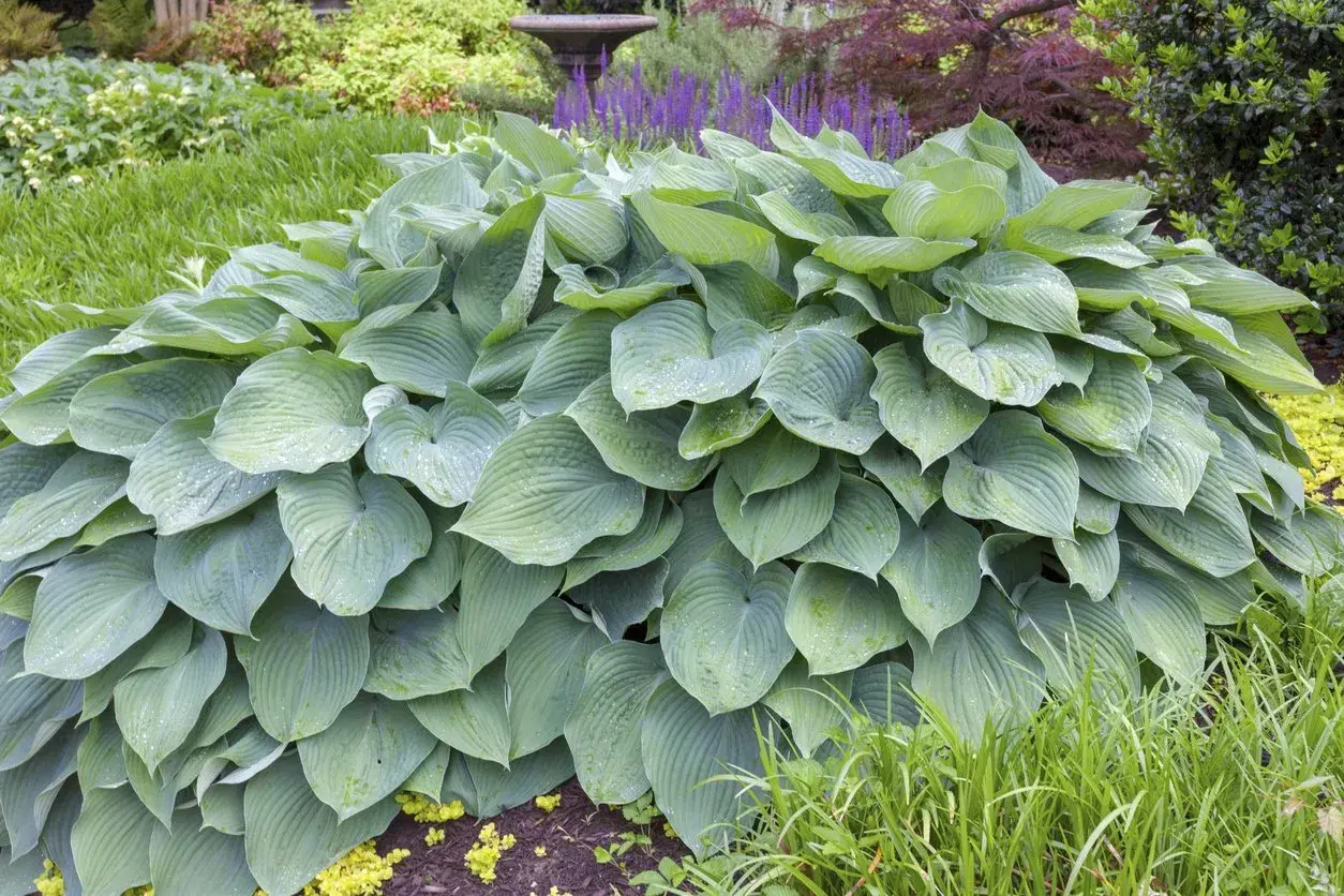 Ogromna, błękitna hosta 'Blue Angel' z kroplami rosy na liściach, otoczona zielenią i fioletowymi kwiatami.