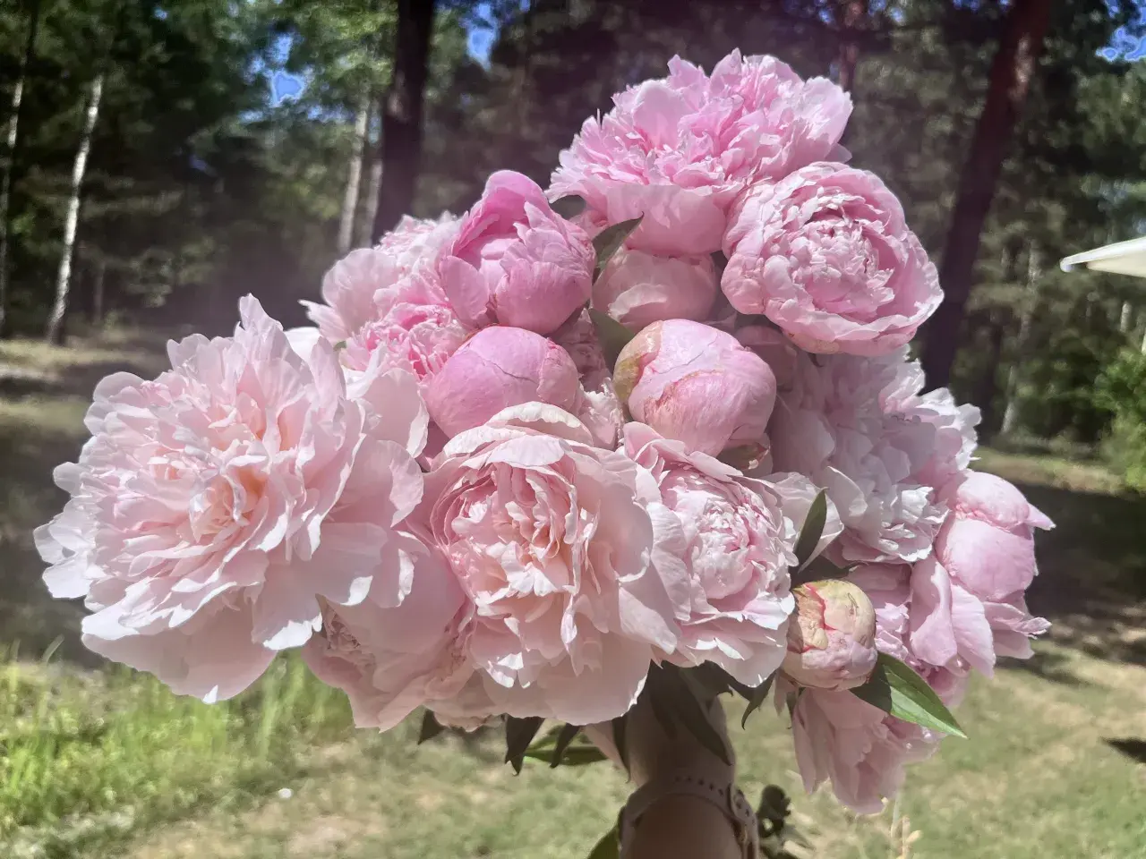 Bujny bukiet różowych piwonii Sarah Bernhardt, z delikatnymi płatkami, na tle zielonego lasu.