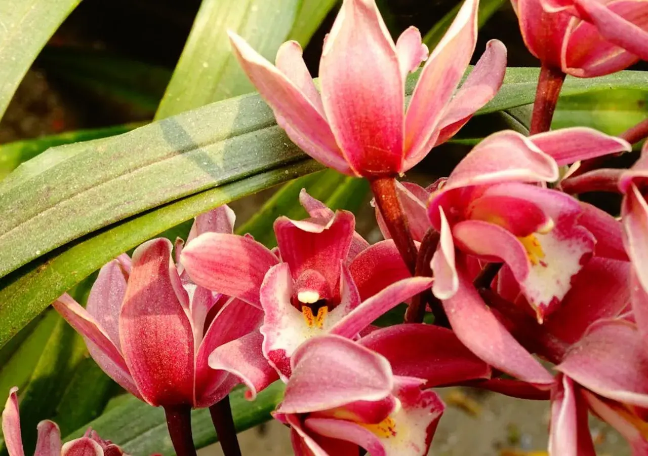 Kwitnące storczyki cymbidium w kolorze różowym z zielonymi liśćmi w tle.