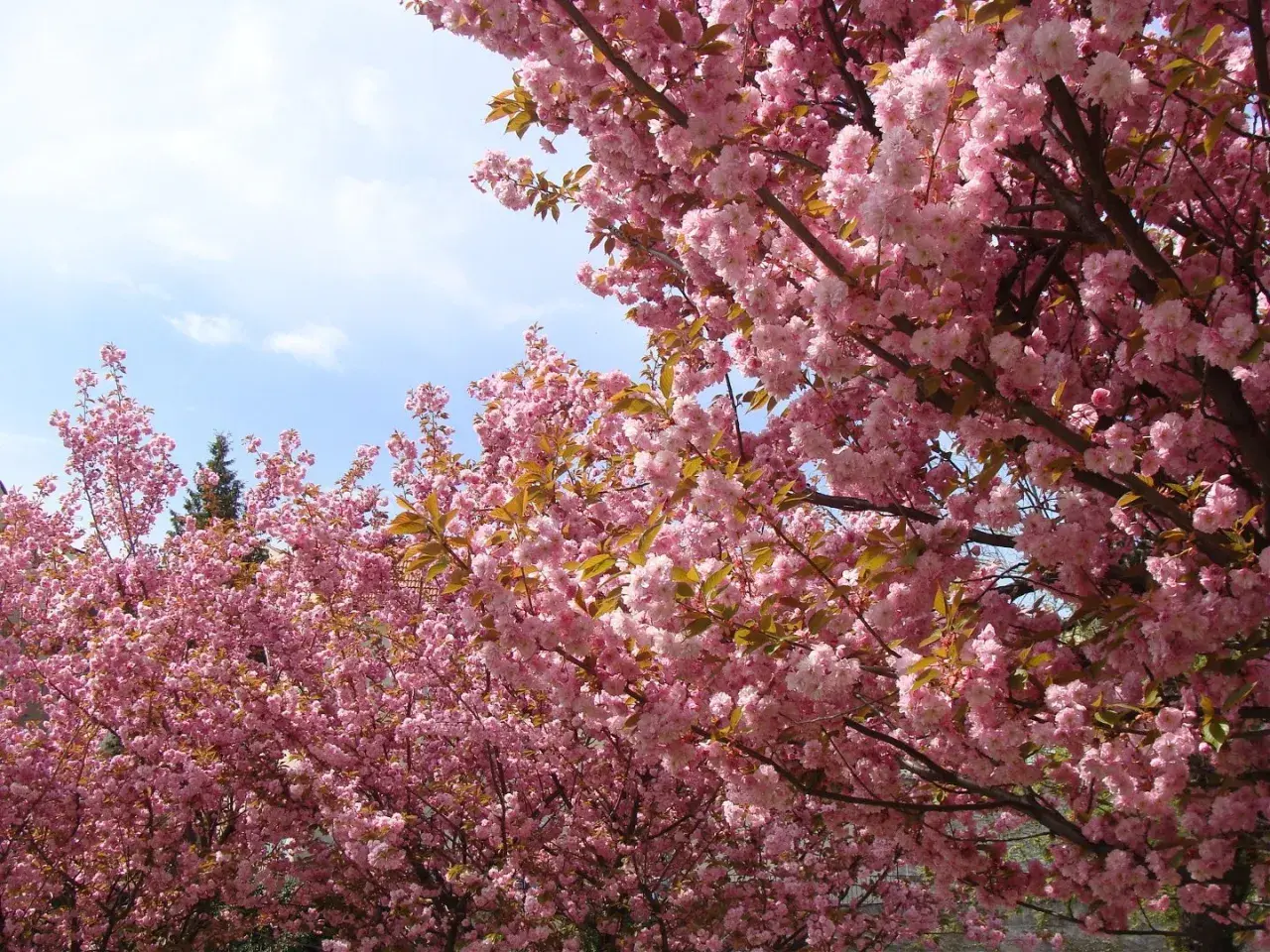 Kwiaty różowego **sakura drzewo** tworzą gęsty baldachim na tle błękitnego nieba z chmurkami.