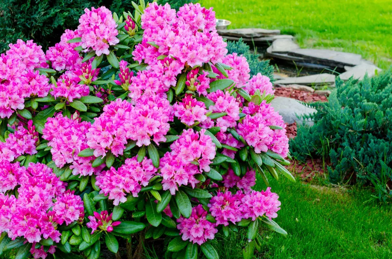 Piękny rododendron kiedy kwitnie, w pełni wiosny, otoczony zielenią i kamienną ścieżką.