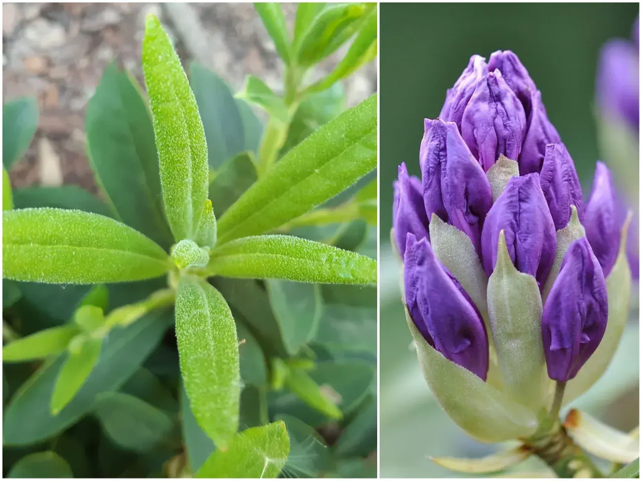 Zielony rododendron nie kwitnie, ale jego pąki zapowiadają fioletowe piękno.