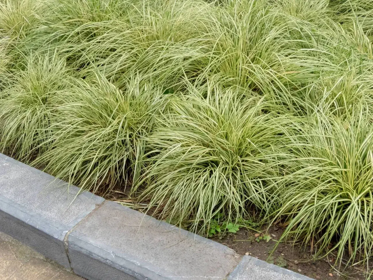 Gęste kępy turzycy zimozielonej o zielono-białych liściach tworzą bujną, trawiastą rabatę przy betonowym murku.