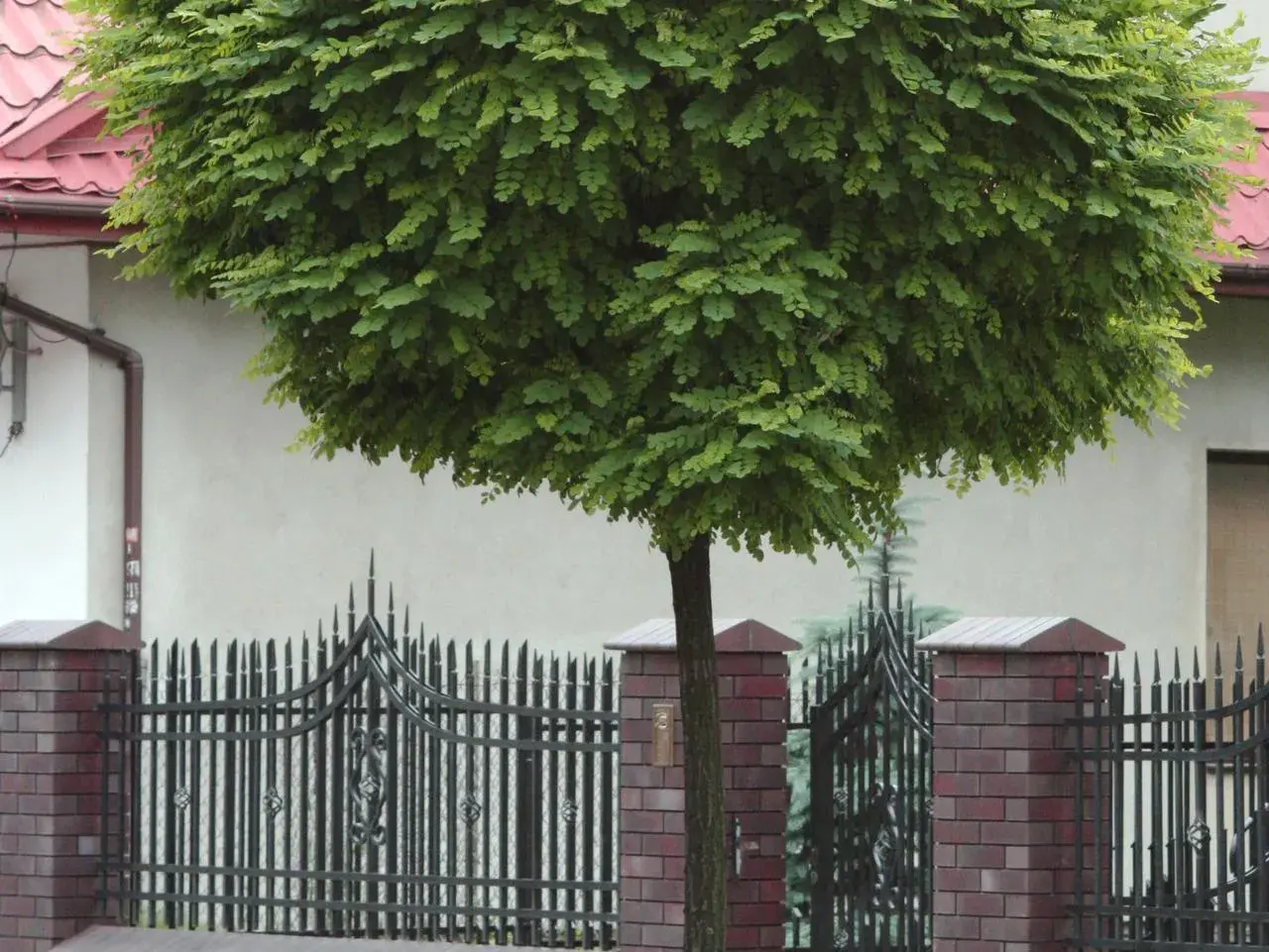 Kula zieleni robinia akacjowa umbraculifera, ozdobna roślina o gęstej koronie, rośnie za ozdobnym, metalowym ogrodzeniem.