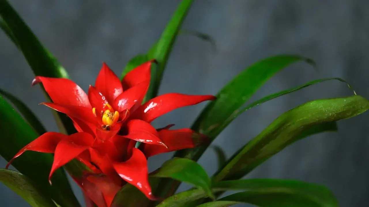 Czerwona bromelia z zielonymi liśćmi na ciemnym tle.