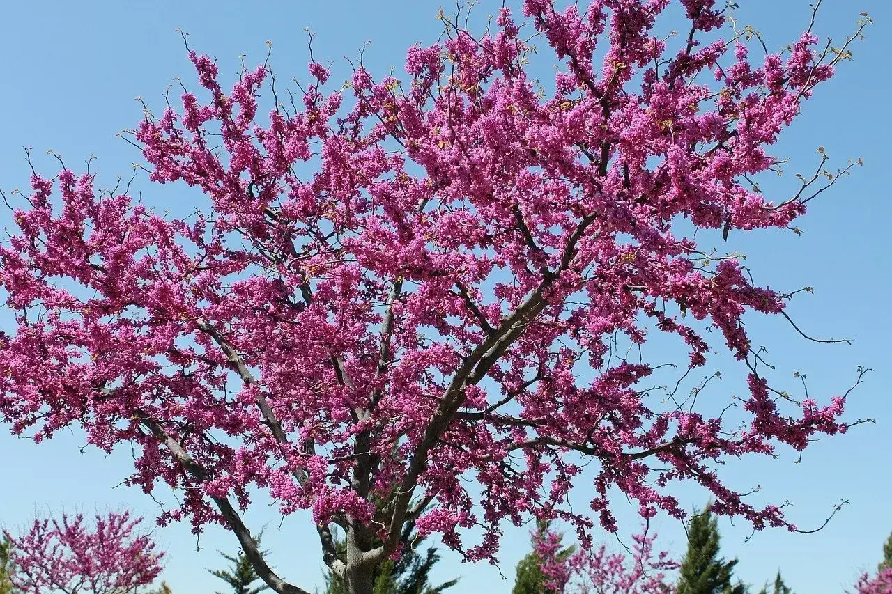 Kwiaty robinia akacjowa różowa pokrywają gałęzie drzewa, tworząc spektakularny widok na tle błękitnego nieba.