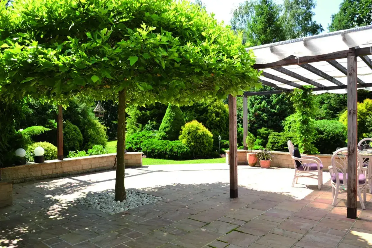 Platan kulisty tworzy cień na tarasie z meblami ogrodowymi. W tle bujna zieleń i pergola.