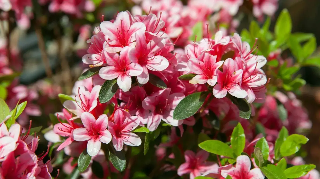 Kiedy kwitnie rododendron, jego pąki rozkwitają w pełne, różowo-białe kwiaty, tworząc barwny kobierzec.