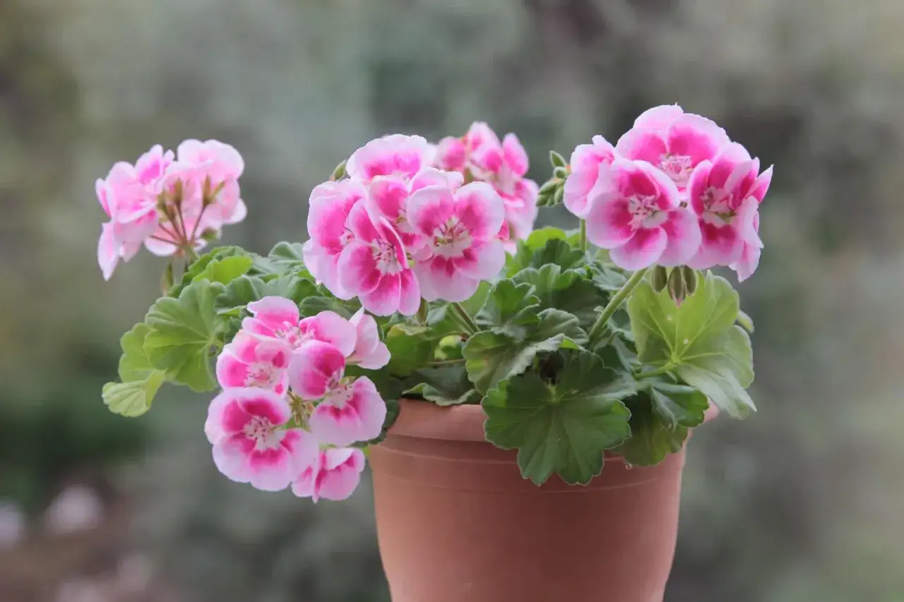 Różowe pelargonie w doniczce, idealne jako kwiaty na taras długo kwitnące. Ich piękne, dwukolorowe kwiaty dodadzą uroku każdemu balkonowi.