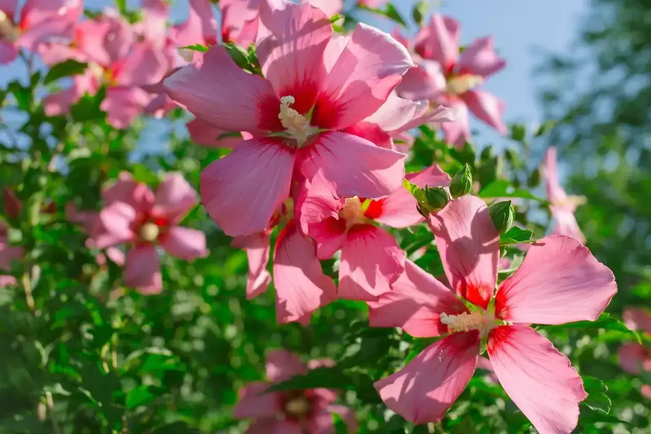 Piękne, różowe kwiaty hibiskusa odmiany syriacus kwitną na tle zielonych liści i błękitnego nieba.