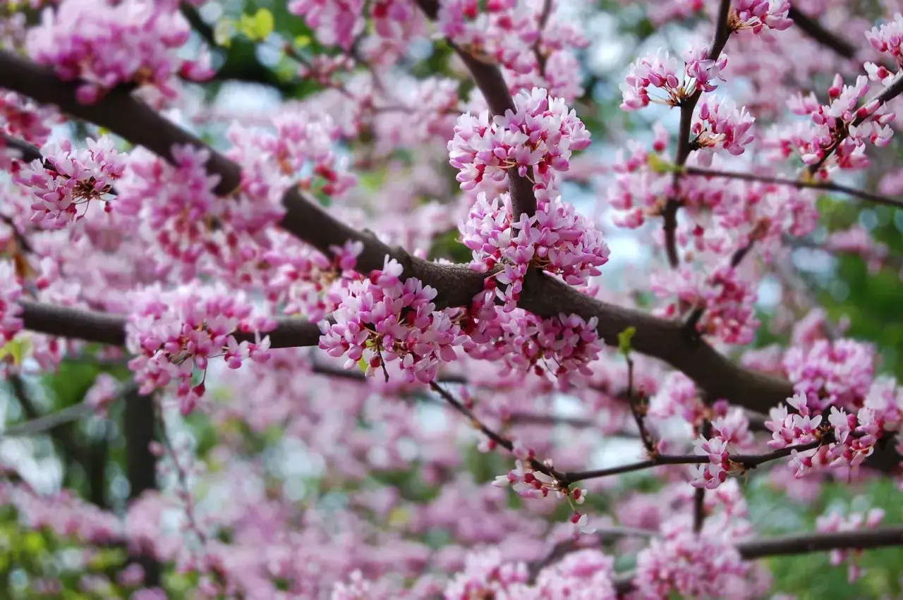Gałązki ciemnego drzewa obsypane mnóstwem drobnych, różowych kwiatów. To kwitnące sakura drzewo, które zapowiada wiosnę.