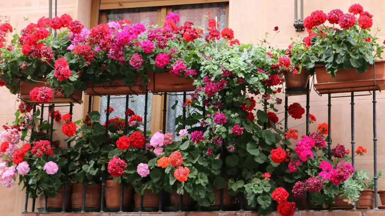 Obfite kompozycje kwiatowe na balkon południowy: czerwone, różowe i fuksjowe pelargonie tworzą barwny dywan.