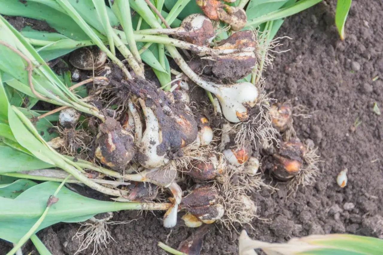 Kępa cebulek tulipanów po przekwitnięciu, z korzeniami i resztkami liści, leżąca na ziemi.