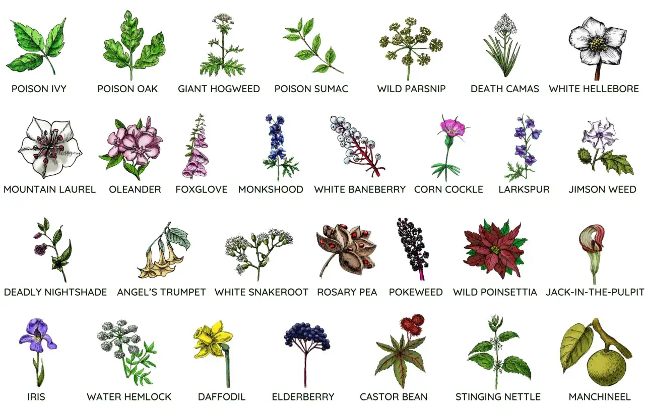 Ilustracje przedstawiające różne trujące kwiaty i rośliny, takie jak wilcza jagoda, oleander, naparstnica, szalej jadowity i inne.