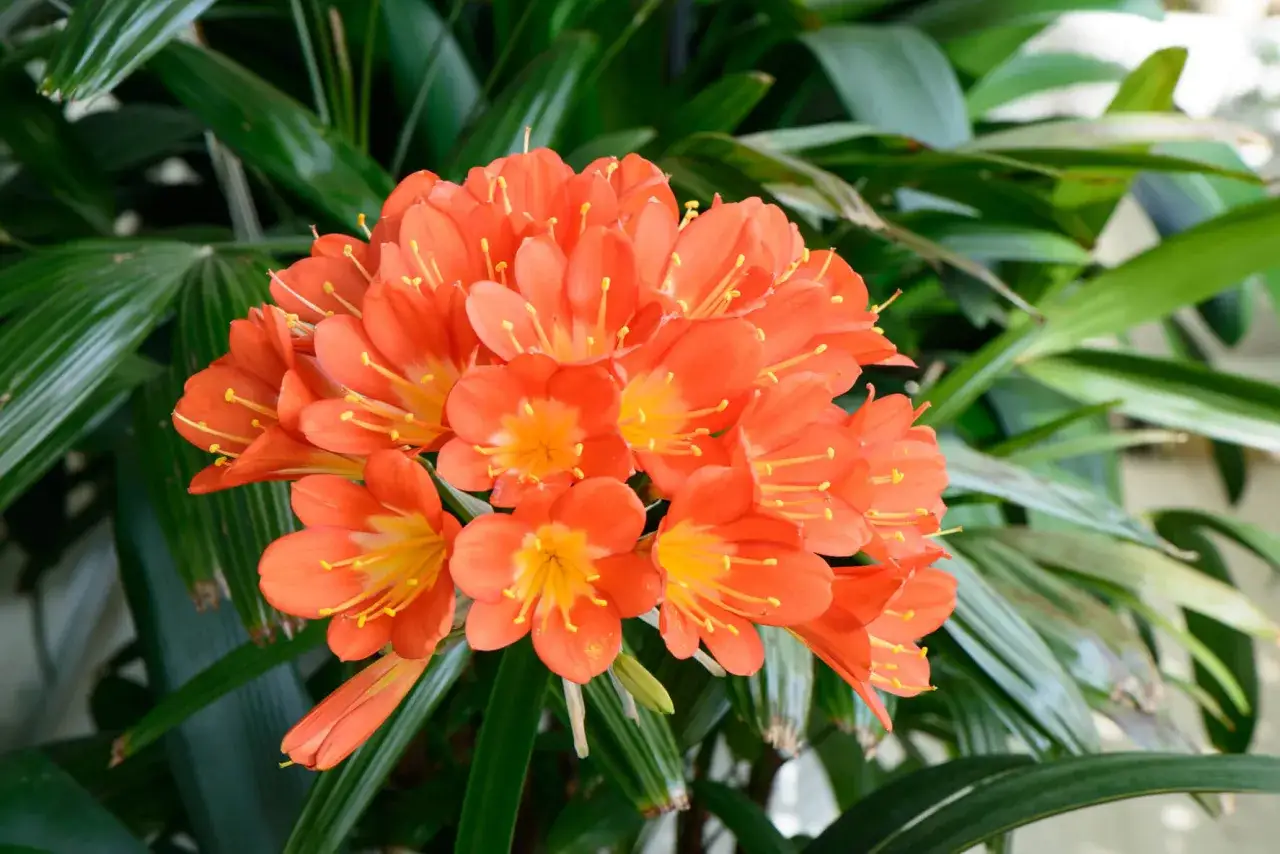 Kwitnąca clivia z pomarańczowymi kwiatami i żółtymi pręcikami, otoczona ciemnozielonymi liśćmi.