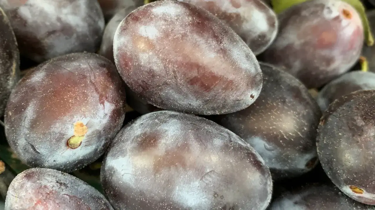 Węgierka dąbrowicka, soczyste śliwki pokryte naturalnym nalotem, gotowe do przetworzenia.