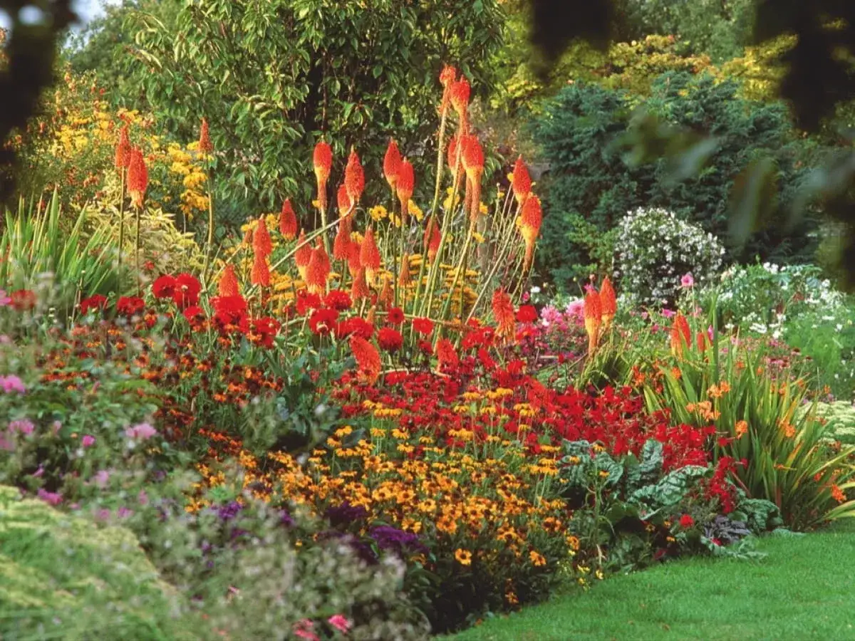 Barwny ogród pełen kwitnących kwiatów, w tym ognistych Kniphofia i czerwonych rudbekii. W tle zielone drzewa i krzewy. Wspaniałe kwiaty kosmos wieloletnie tworzą bujne dywany.