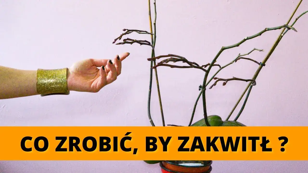 Zdjęcie Jak często kwitnie storczyk? Sekrety pielęgnacji i ponownego kwitnienia