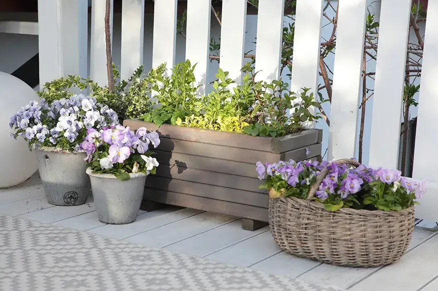 Zdjęcie Jakie kwiaty na taras? Inspiracje i porady na piękny balkon